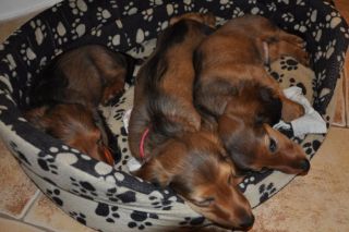 jamnik d�ugow�osy